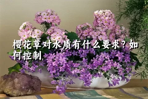 樱花草对水质有什么要求？如何控制