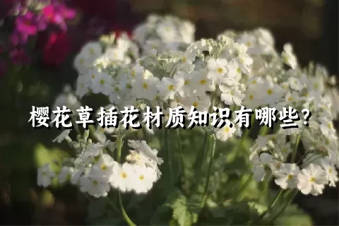 樱花草插花材质知识有哪些？