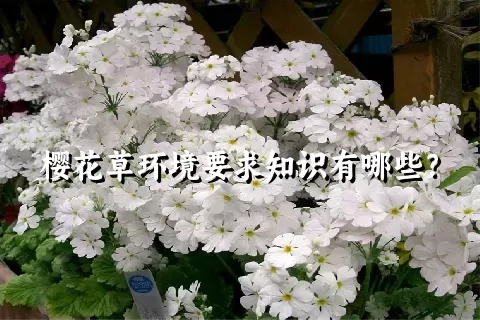 樱花草环境要求知识有哪些？