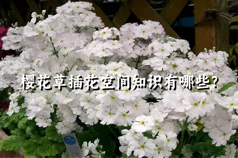 樱花草插花空间知识有哪些？