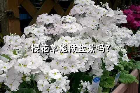 樱花草能做盆景吗？