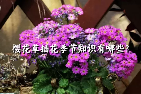 樱花草插花季节知识有哪些？