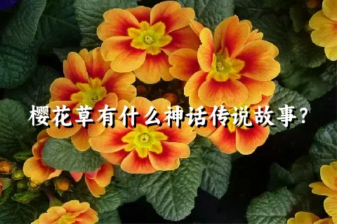 樱花草有什么神话传说故事？