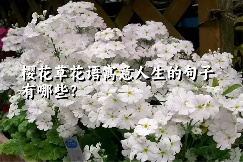 樱花草花语寓意人生的句子有哪些？