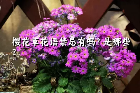 樱花草花语禁忌有吗？是哪些？