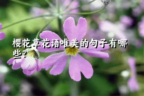 樱花草花语唯美的句子有哪些？