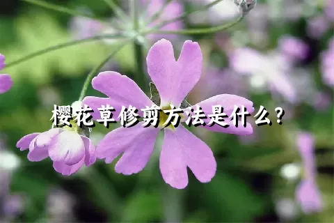 樱花草修剪方法是什么？