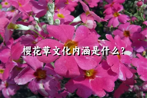 樱花草文化内涵是什么？