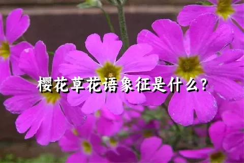 樱花草花语象征是什么？