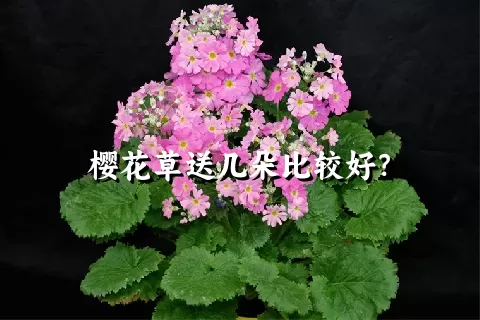 樱花草送几朵比较好？