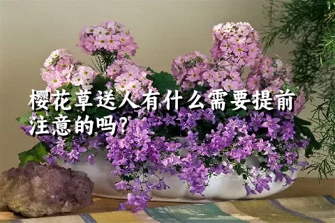 樱花草送人有什么需要提前注意的吗？