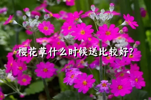 樱花草什么时候送比较好？