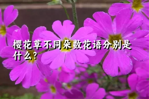 樱花草不同朵数花语分别是什么？