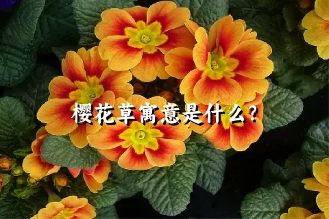 樱花草寓意是什么？