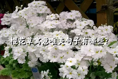 樱花草寓意唯美句子有哪些？