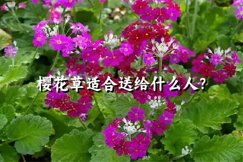 樱花草适合送给什么人？