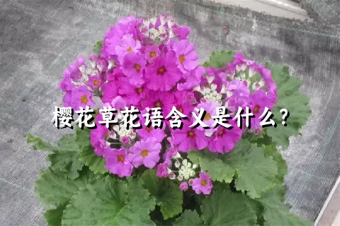 樱花草花语含义是什么？