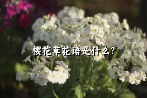 樱花草花语是什么？