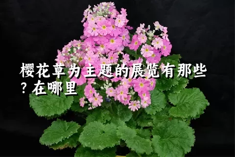 樱花草为主题的展览有那些？在哪里