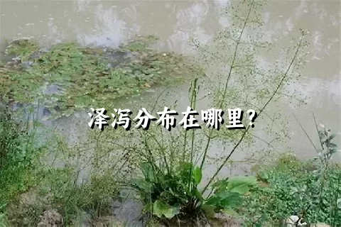 泽泻分布在哪里?