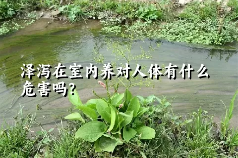 泽泻在室内养对人体有什么危害吗？