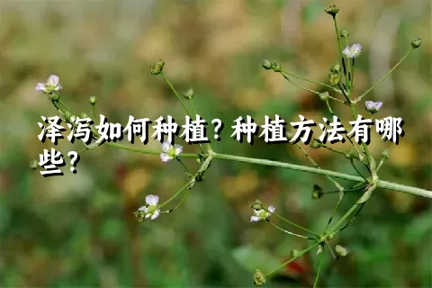 泽泻如何种植？种植方法有哪些？