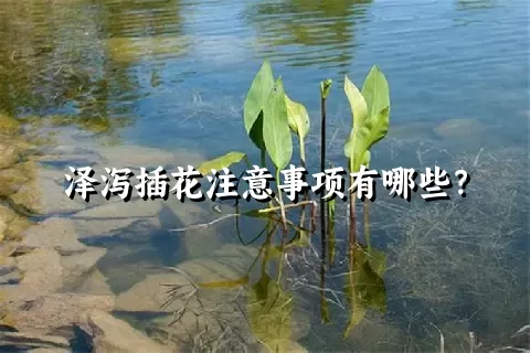 泽泻插花注意事项有哪些？