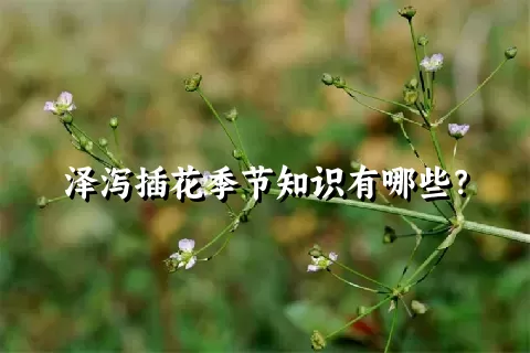 泽泻插花季节知识有哪些？