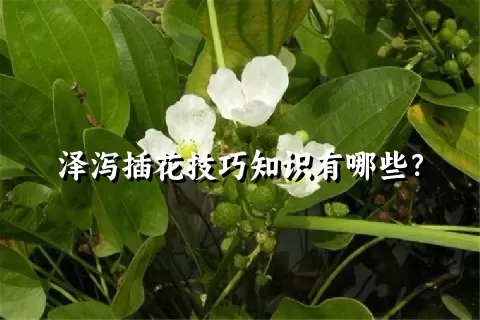 泽泻插花技巧知识有哪些？