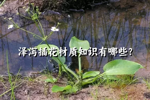 泽泻插花材质知识有哪些？