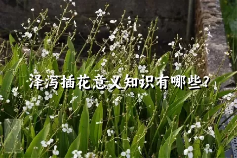 泽泻插花意义知识有哪些？