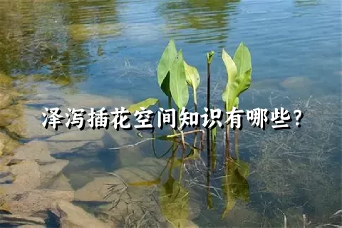 泽泻插花空间知识有哪些？