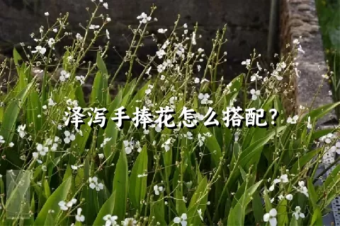 泽泻手捧花怎么搭配？