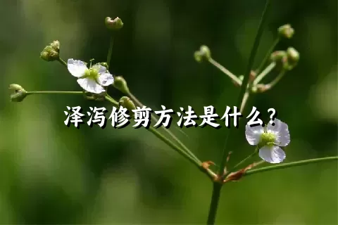 泽泻修剪方法是什么？