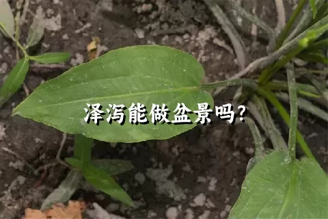 泽泻能做盆景吗？