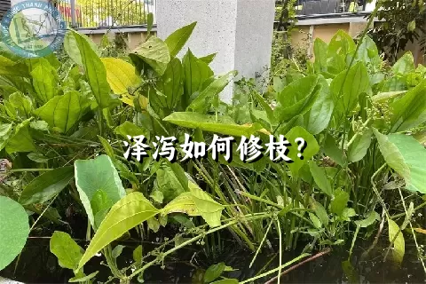 泽泻如何修枝？