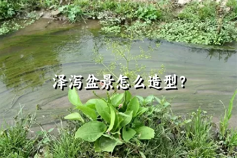 泽泻盆景怎么造型？