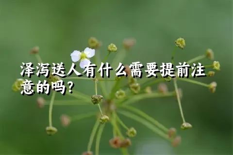 泽泻送人有什么需要提前注意的吗？