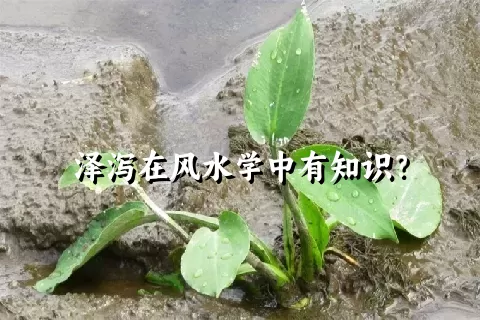 泽泻在风水学中有知识？