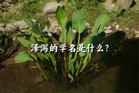 泽泻的学名是什么？