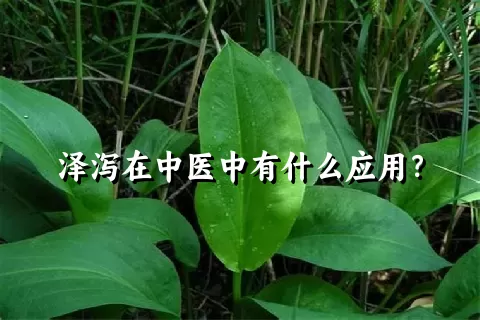 泽泻在中医中有什么应用？