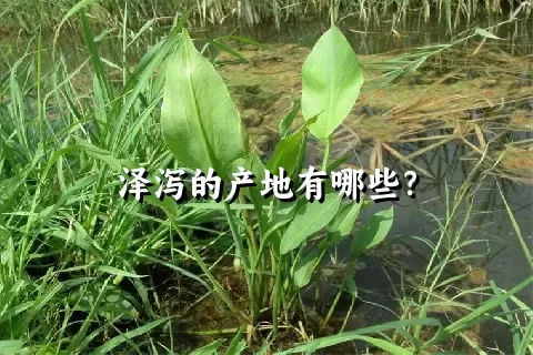 泽泻的产地有哪些？