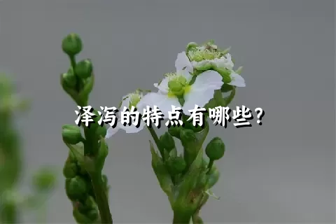 泽泻的特点有哪些？