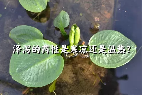 泽泻的药性是寒凉还是温热？