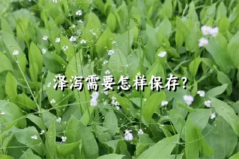 泽泻需要怎样保存？