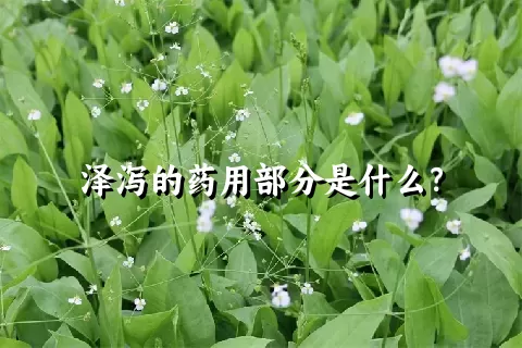 泽泻的药用部分是什么？