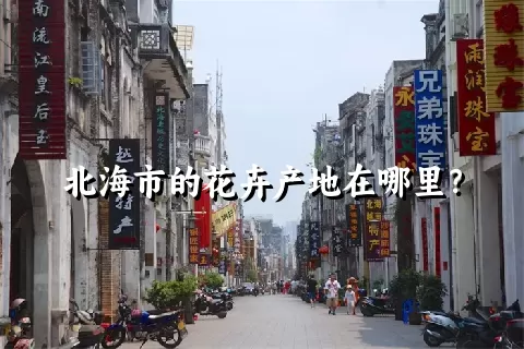 北海市的花卉产地在哪里？