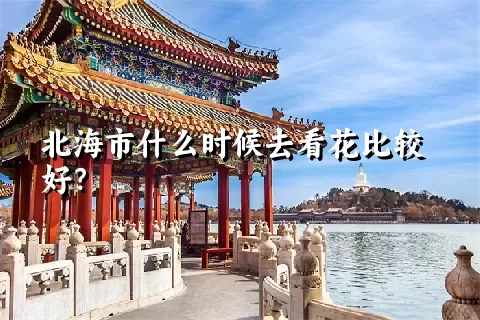 北海市什么时候去看花比较好？