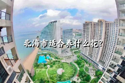 北海市适合养什么花？