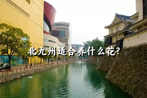 北九州适合养什么花？